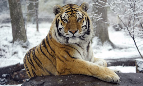 a captive Siberian tiger