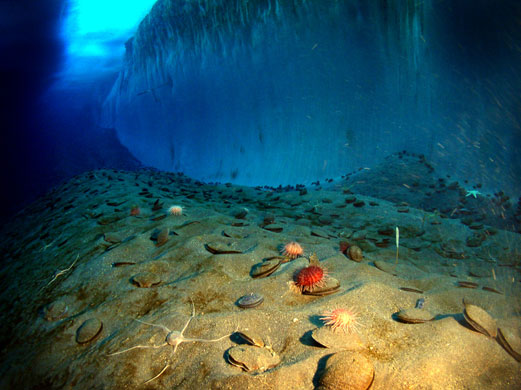 Encounters: Encounters At The End Of The World Film 2007