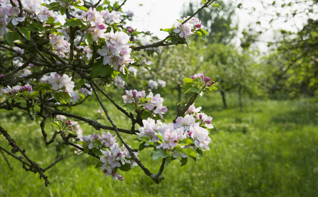 Saving The Traditional English Orchard Environment The Guardian 5833