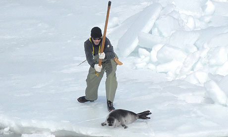 [Image: Seal-clubbing-in-Canada-001.jpg]