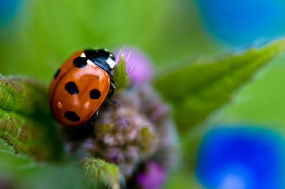 http://static.guim.co.uk/sys-images/Guardian/Pix/pictures/2009/6/25/1245954063372/Garden-wildlife-2009-Flic-007.jpg