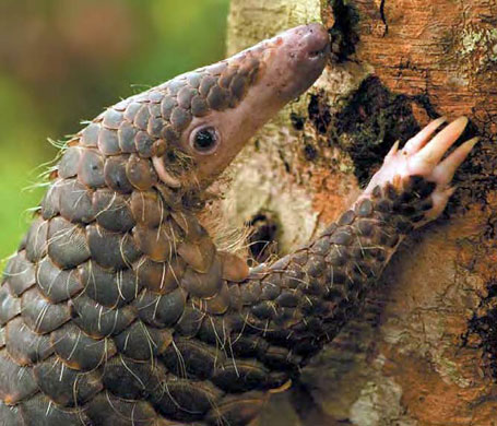 http://static.guim.co.uk/sys-images/Guardian/Pix/pictures/2009/7/15/1247678358224/A-Malaysan-pangolin-also--001.jpg