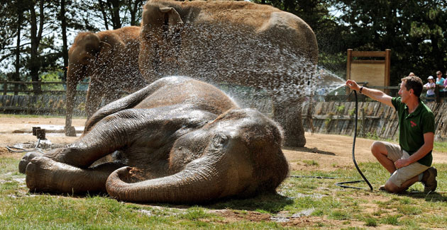 how-animals-are-cooling-off-in-the-heat-life-and-style-the-guardian