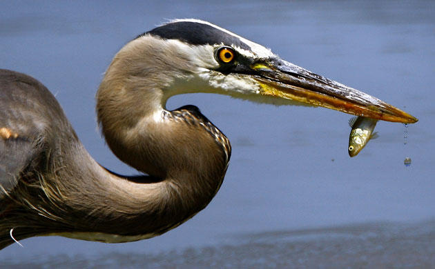 http://static.guim.co.uk/sys-images/Guardian/Pix/pictures/2009/7/22/1248282154213/A-great-blue-heron-holds--013.jpg