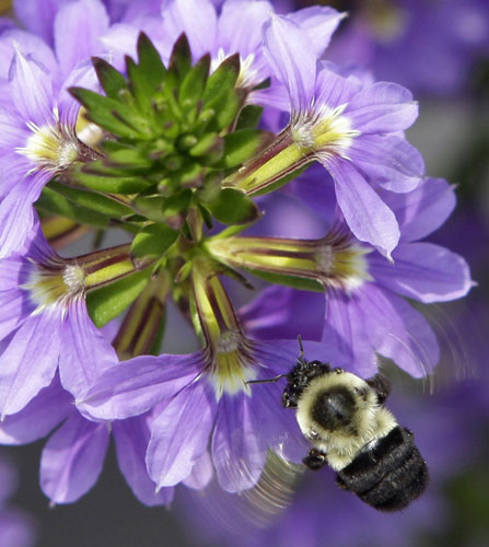 http://static.guim.co.uk/sys-images/Guardian/Pix/pictures/2009/7/22/1248282155896/A-carpenter-bee-collects--015.jpg