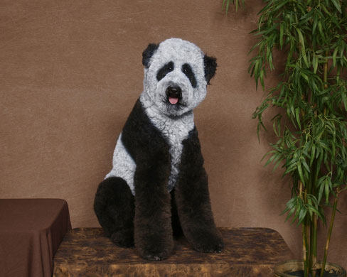 Poodle-groomed-as-a-Panda-004.jpg