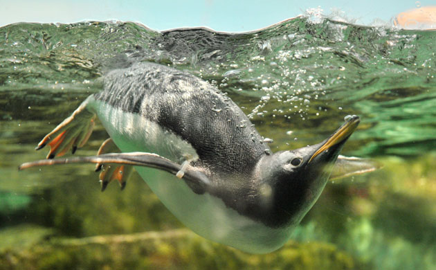 http://static.guim.co.uk/sys-images/Guardian/Pix/pictures/2009/8/6/1249560763461/A-penguin-cools-off-at-th-002.jpg