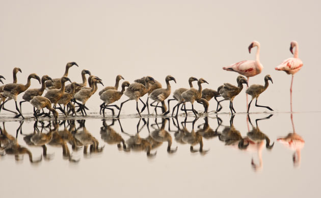 The Crimson Wing: the