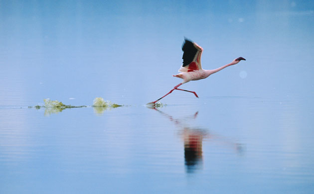 The Crimson Wing: The Crimson Wing: Flamingos