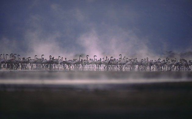 The Crimson Wing: The Crimson Wing: Flamingos