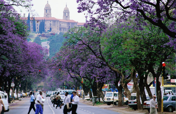 South Africa World Cup: Jacaranda trees in bloom in Pretoria, South Africa