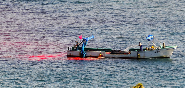 Dolphins in Japan: A fisherman hoses down his boat, transporting pilot whale carcasses 