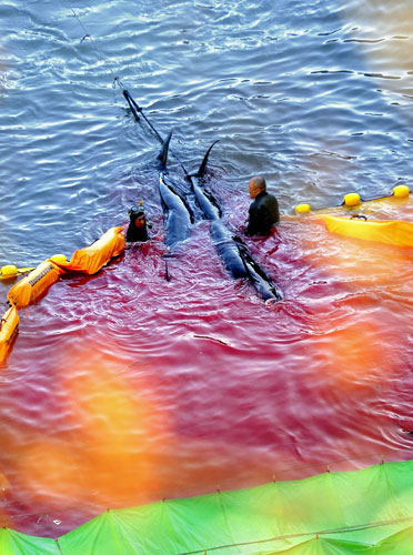Dolphins in Japan: Fisheries workers guide what appear to be pilot whales at a cove