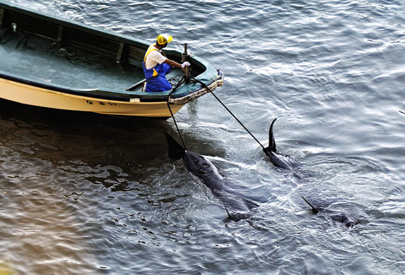 Dolphins in Japan: A fisherman tows away what appear to be pilot whales 