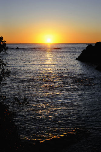 Dolphins in Japan: Bottlenose dolphins and short-finned pilot whales swim in the cove