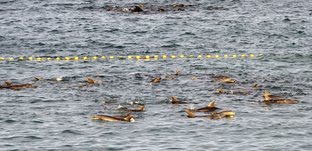 Dolphins in Japan: Bottlenose dolphins swim around a shallow, netted-off section of the cove