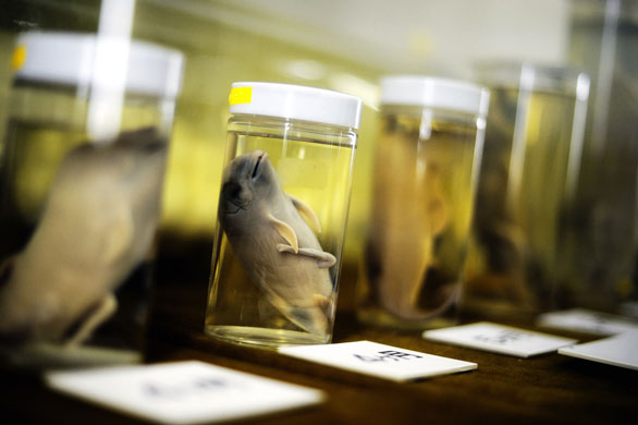 Dolphins in Japan: Preserved specimens of dolphins at the whaling museum 