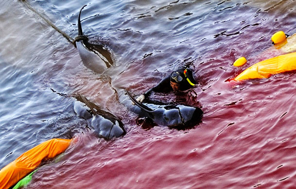 Dolphins in Japan: A fisheries worker guides what appear to be pilot whales at a cove