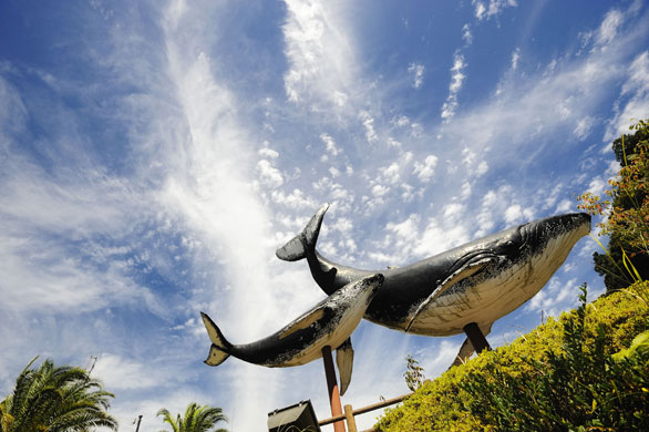 Dolphins in Japan: Giant whale models mark the entrance to the centre of Taiji in Japan