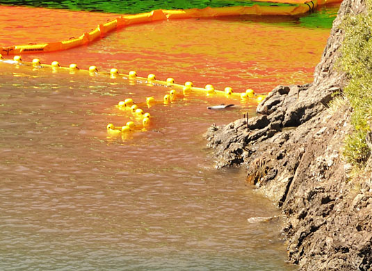 Dolphins in Japan: The discarded body of what may be a baby bottlenose dolphin floats