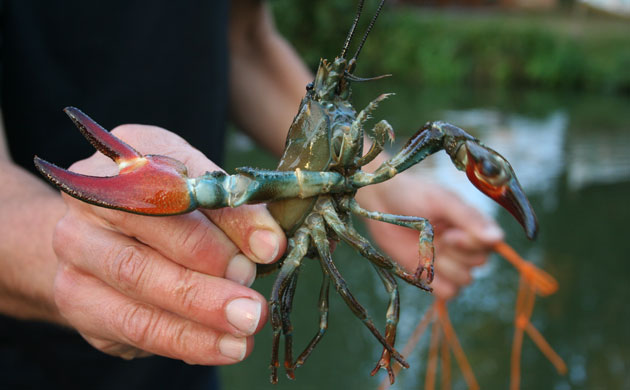 Fishing Crayfish: George Monbiot : How to catch, prepare and cook  invasive crayfish