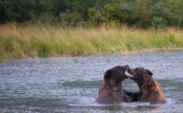 http://static.guim.co.uk/sys-images/Guardian/Pix/pictures/2009/9/3/1251999696263/Brown-bears-in-a-pond-at--008.jpg