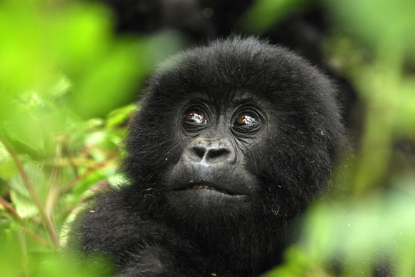 Life in the Wild: Infant mountain gorilla 