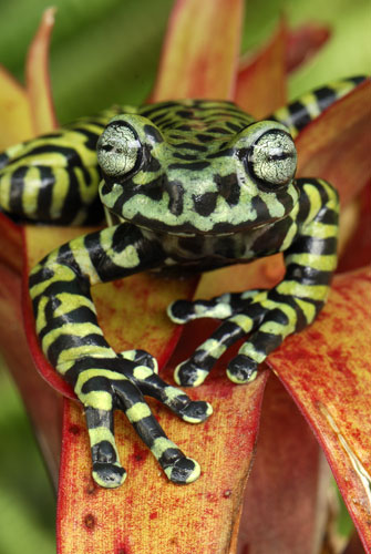 Life in the Wild: Tiger's Treefrog on bromeliad in Narino, Colombia