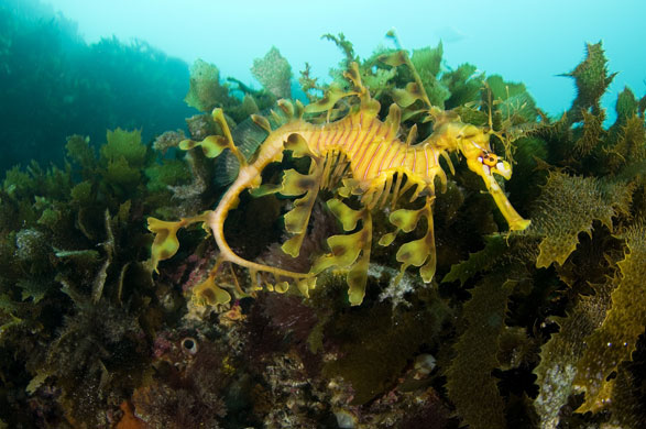 Life in the Wild: Leafy sea dragon  
