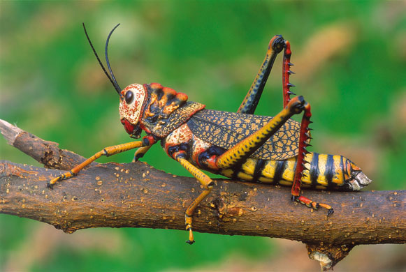 Life in the Wild: Peruvian grasshopper  
