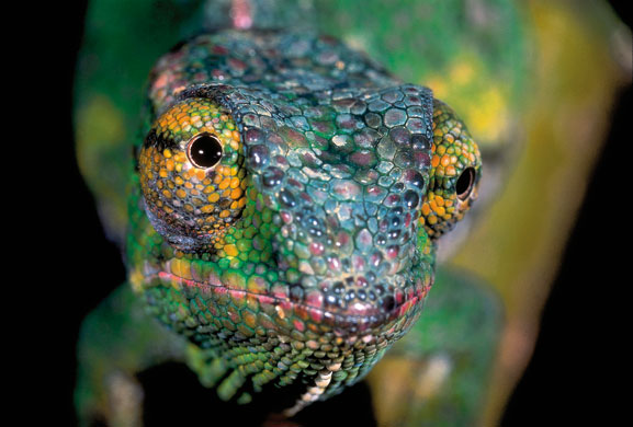 Life in the Wild: Chameleon 