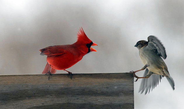 http://static.guim.co.uk/sys-images/Guardian/Pix/pictures/2010/1/14/1263478883714/A-cardinal-chases-a-wren--008.jpg