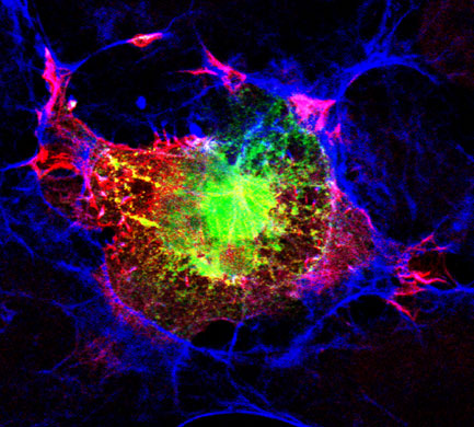  From the heart: Heart photo competition: Fluorescent proteins