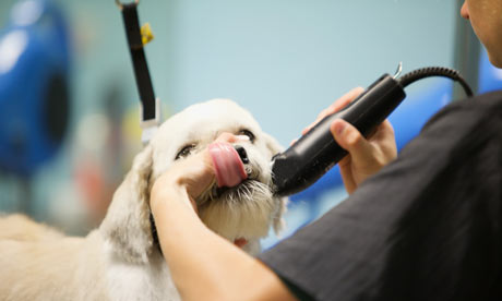 dog grooming companies
