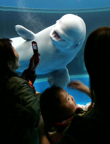 Rise of the camera-phone: A tourist takes a photo of a beluga whale