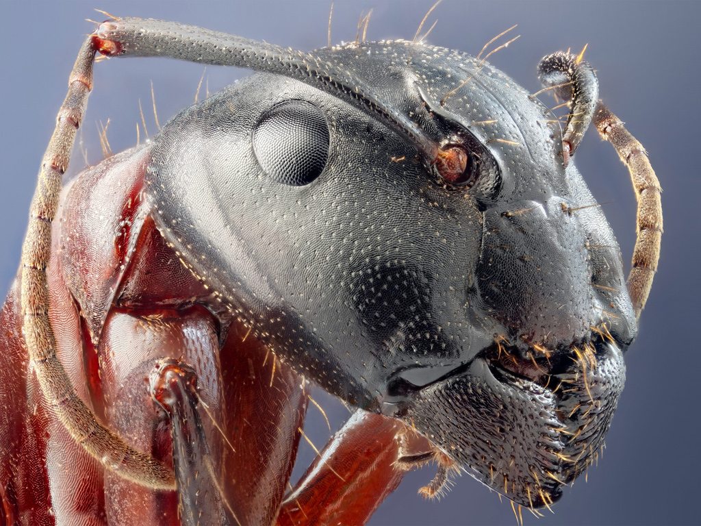 Camponotus-herculaneus-004.jpg