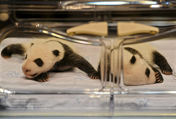 Newly-Born-Panda-Bears-At-037.jpg