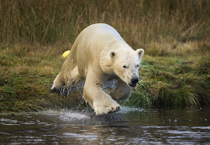 Polar bear mercedes scotland #3