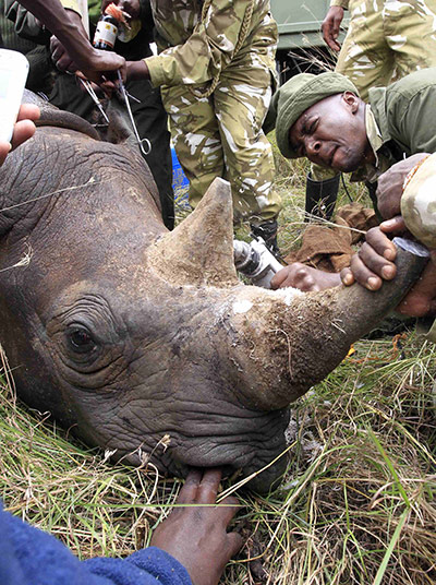 rhinoceros : KWS wardens insert a transmitter on a tranquillised male black rhino 