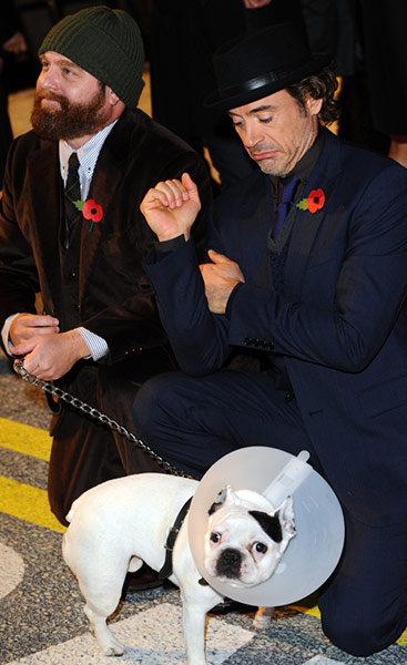 Week in film Nov 5: European Premiere of Due Date - London