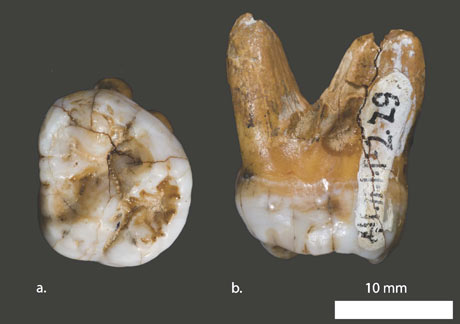 Molar tooth from the Denisova cave