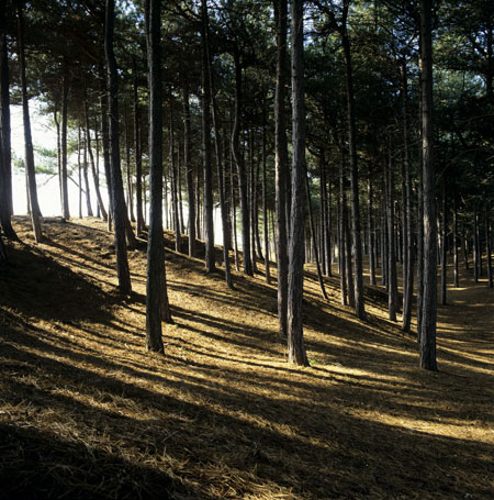 National Trust walks: Formby woodland