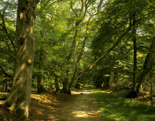 National Trust walks: Ashridge Estate