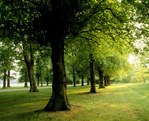 National Trust walks: Clumber Park