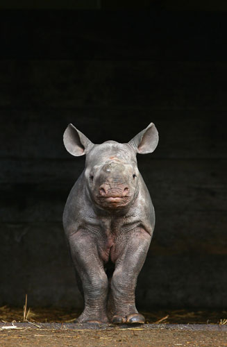 http://static.guim.co.uk/sys-images/Guardian/Pix/pictures/2010/2/11/1265909957784/Black-rhinoceros-calf-bor-004.jpg