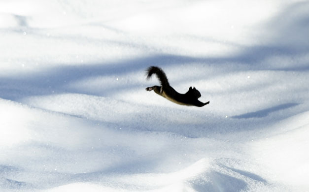 http://static.guim.co.uk/sys-images/Guardian/Pix/pictures/2010/2/11/1265909974097/A-squirrel-jumps-on-the-s-018.jpg