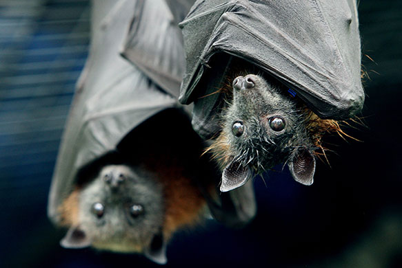 http://static.guim.co.uk/sys-images/Guardian/Pix/pictures/2010/2/11/1265909976131/orphaned-baby-bat-Sydney--020.jpg