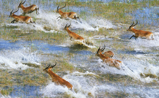 http://static.guim.co.uk/sys-images/Guardian/Pix/pictures/2010/2/12/1265994319254/Red-Lechwe-Running-008.jpg