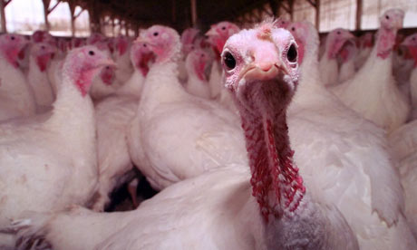 [Image: Turkey-farm-in-Massachuse-001.jpg]