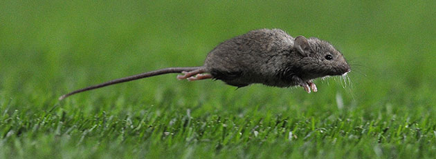 Wednesday football: A mouse on the Old Trafford pitch